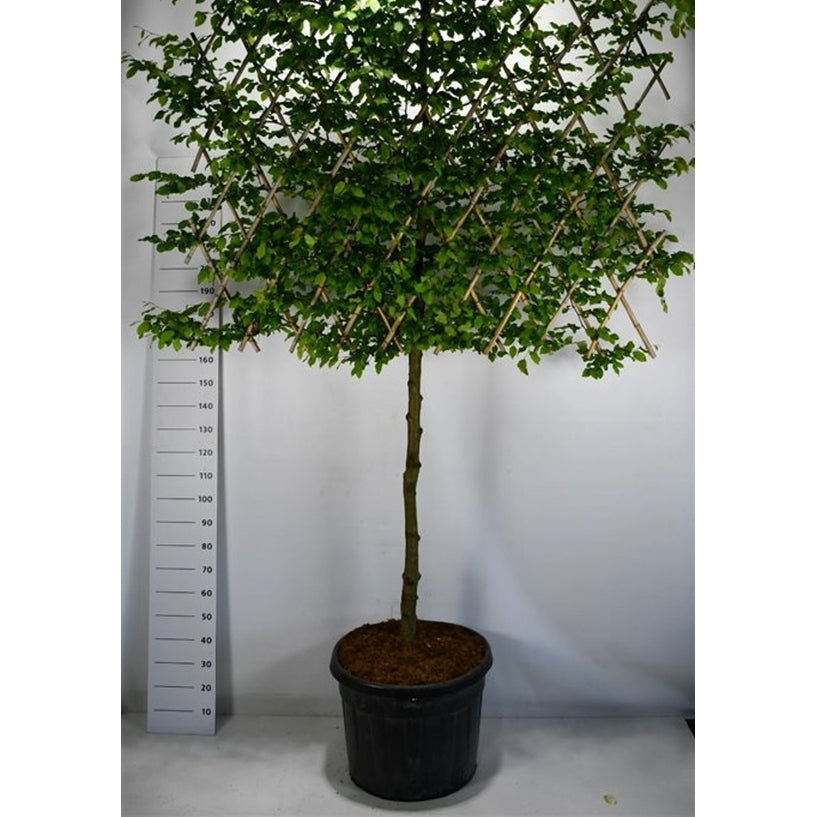 Avenbok – Carpinus betulus - C110 120 cm. Leivorm